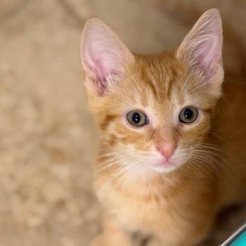 Vesper -  Domestic Short Hair Cat Available for Adoption in Chattanooga, Tennessee - Vesper | PetCurious