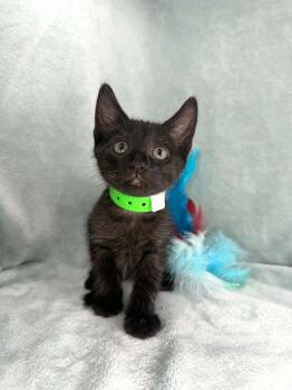 Tucker -  Domestic Short Hair Cat Available for Adoption in Tavares, Florida - Tucker | PetCurious