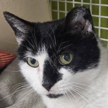 Domestic Short Hair Cats Available for Adoption - Taco Bell | PetCurious