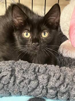 Rory -  Domestic Short Hair Cat for Adoption in Lunenburg, Massachusetts - Rory | PetCurious
