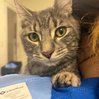 Rami -  Domestic Short Hair Cat for Adoption in Pekin, Illinois - Rami | PetCurious