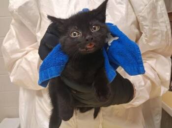 FLYNN -  Domestic Short Hair Cat for Adoption in Colorado Springs, Colorado - FLYNN | PetCurious