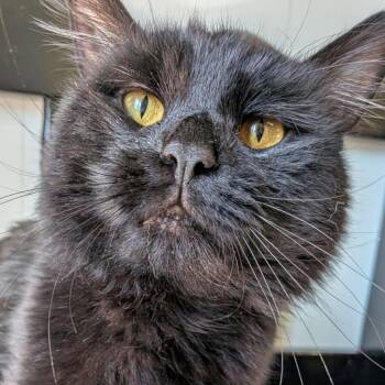 Domestic Long Hair Cats Available for Adoption in Gorham, Maine - Grasshopper | PetCurious