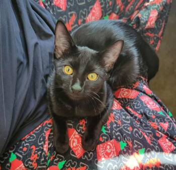 Charcoal -  Domestic Short Hair Cat for Adoption in Columbia, South Carolina - Charcoal | PetCurious
