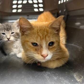Brian -  Domestic Short Hair Cat for Adoption in Philadelphia, Pennsylvania - Brian | PetCurious