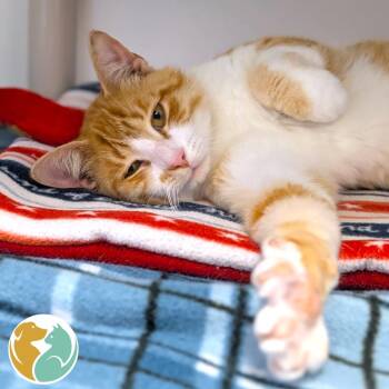 Buddy -  Domestic Short Hair Cat for Adoption in Toledo, Ohio - Buddy | PetCurious