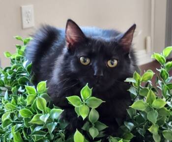 Rescue Domestic Long Hair Cats for Adoption in San Jacinto, California - Duchess | PetCurious