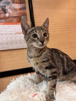Domestic Short Hair and Bengal Cats Available for Adoption in Scottsdale, Arizona - Simba | PetCurious