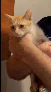 Small Pizza -  American Shorthair Cat for Adoption in Houston, Texas - Small Pizza | PetCurious