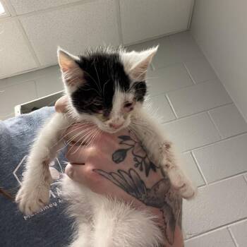 Starlight -  Domestic Short Hair Cat for Adoption in Chattanooga, Tennessee - Starlight | PetCurious