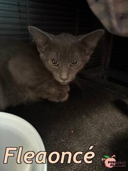 Fleaoncé -  Russian Blue and Domestic Short Hair Cat for Adoption in Douglasville, Georgia - Fleaoncé | PetCurious