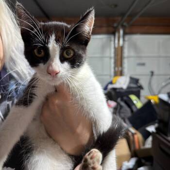 Odysseus -  Domestic Short Hair Cat for Adoption in Vallejo, California - Odysseus | PetCurious