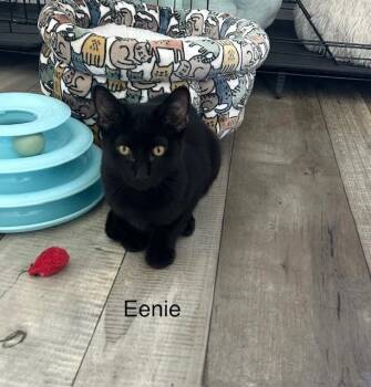 Rescue Domestic Short Hair Cats for Adoption in Klamath Falls, Oregon - Eenie | PetCurious