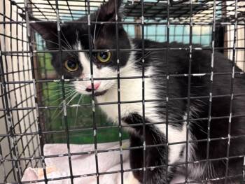 DAHLIA -  Domestic Short Hair Cat for Adoption in Houston, Texas - DAHLIA | PetCurious