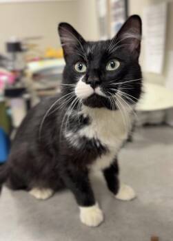 Sylvester -  Domestic Medium Hair Cat for Adoption in Bemidji, Minnesota - Sylvester | PetCurious