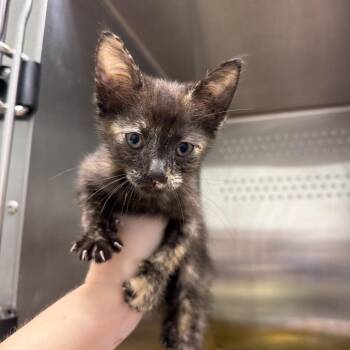 Stacie -  Domestic Short Hair Cat for Adoption in Chattanooga, Tennessee - Stacie | PetCurious