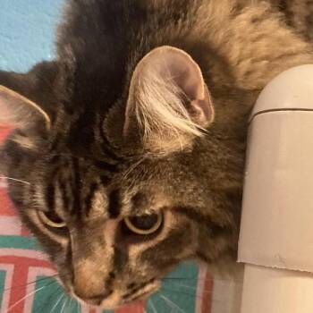 Poker -  Domestic Long Hair Cat for Adoption in New York, New York - Poker | PetCurious