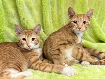 SCHWIN -  Domestic Short Hair Cat for Adoption in Fort Lauderdale, Florida - SCHWIN | PetCurious