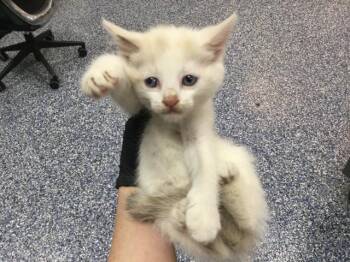 Domestic Short Hair Cats Available for Adoption in Thousand Palms, California - A1911151 | PetCurious
