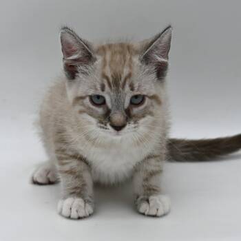 Beautiful Betty -  Siamese and Tabby Cat for Adoption in Mobile, Alabama - Beautiful Betty | PetCurious