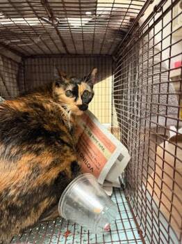 Perry -  Domestic Short Hair Cat for Adoption in Austin, Texas - Perry | PetCurious