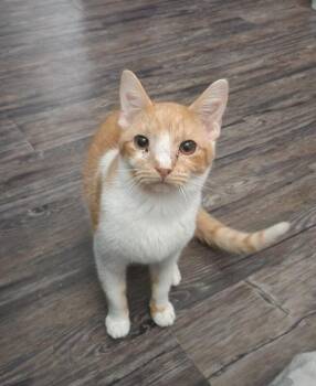 Mark Greene -  Domestic Short Hair Cat for Adoption in Grand Rapids, Michigan - Mark Greene | PetCurious