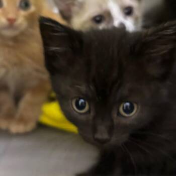 Squiggle -  Domestic Short Hair Cat for Adoption in Walker, Michigan - Squiggle | PetCurious