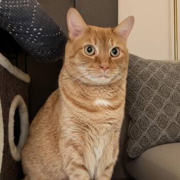 Bojangles -  Domestic Short Hair Cat for Adoption in Toms Brook, Virginia - Bojangles | PetCurious