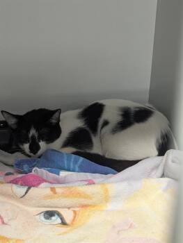 Rescue Domestic Short Hair Cats for Adoption in Brunswick, Georgia - LUCINDA | PetCurious