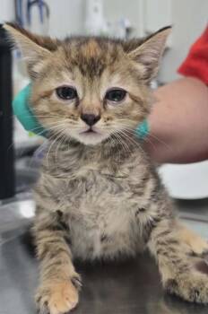Browny -  Domestic Short Hair Cat Available for Adoption in Hillsdale, Indiana - Browny | PetCurious