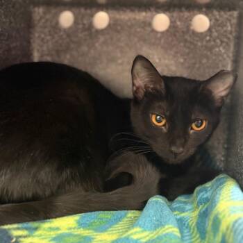 Domestic Short Hair Cats Available for Adoption - Horseradish 2026 | PetCurious