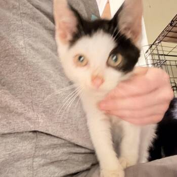 Roady -  Tuxedo Cat for Adoption in Newark Valley, New York - Roady | PetCurious