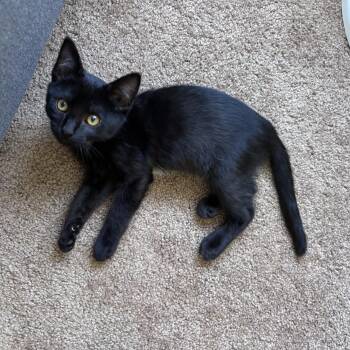 Gizmo -  Domestic Short Hair Cat for Adoption in Davis, California - Gizmo | PetCurious