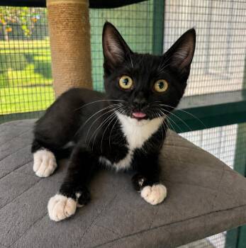 Pinky -  Extra Toes Cat Hemingway Polydactyl and Domestic Short Hair Cat for Adoption in Lathrop, California - Pinky | PetCurious