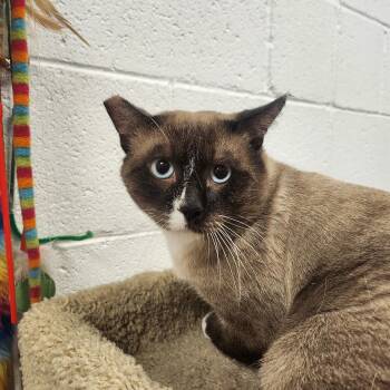 Rescue Domestic Short Hair Cats for Adoption in Las Vegas, Nevada - Samboon | PetCurious