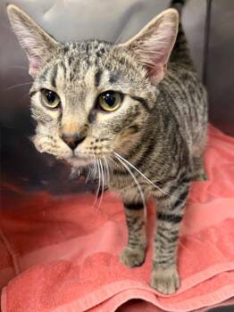 Oreo Cookie -  Domestic Short Hair Cat for Adoption in Little Rock, Arkansas - Oreo Cookie | PetCurious