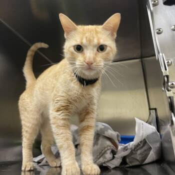 Fran -  Domestic Short Hair Cat for Adoption in Galveston, Texas - Fran | PetCurious