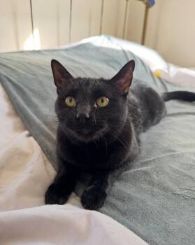 Jackie -  Domestic Short Hair Cat for Adoption in Albuquerque, New Mexico - Jackie | PetCurious