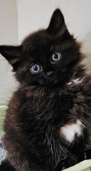 Toothless -  Domestic Medium Hair Cat for Adoption in Monson, Massachusetts - Toothless | PetCurious