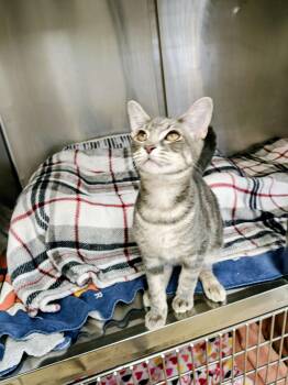 Sailor -  Domestic Short Hair Cat for Adoption in Centralia, Illinois - Sailor | PetCurious