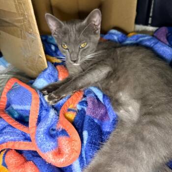 Lyra -  Domestic Short Hair Cat for Adoption in Long Beach, California - Lyra | PetCurious