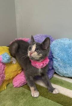 Domestic Short Hair Cats Available for Adoption in Picayune, Mississippi - Curiousity | PetCurious