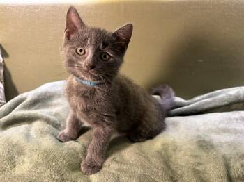 Kittens (Only available in pairs) -  Domestic Short Hair Cat for Adoption in Medfield, Massachusetts - Kittens (Only Available In Pairs) | PetCurious