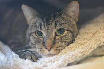 Jasper -  Domestic Short Hair Cat for Adoption in Fallston, Maryland - Jasper | PetCurious