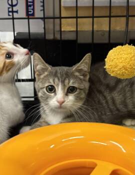 Biscuit -  Domestic Short Hair and Tabby Cat for Adoption in Roslyn Heights, New York - Biscuit | PetCurious