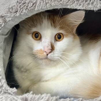 Spork -  Domestic Medium Hair Cat for Adoption in Collierville, Tennessee - Spork | PetCurious