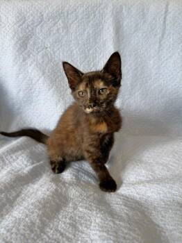 Matilda -  Tortoiseshell Cat for Adoption in Mount Pleasant, South Carolina - Matilda | PetCurious