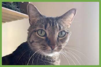 Meep -  Domestic Short Hair Cat for Adoption in Amherst, Massachusetts - Meep | PetCurious