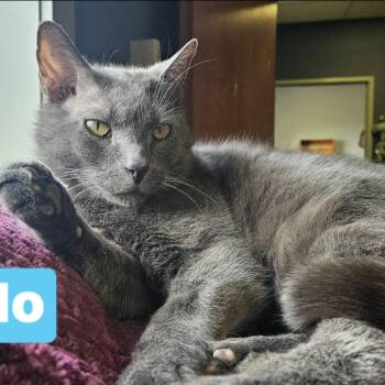Domestic Medium Hair Cats Available for Adoption - Pablo | PetCurious