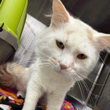 Purrcifur -  Domestic Medium Hair Cat for Adoption in Salt Lake City, Utah - Purrcifur | PetCurious
